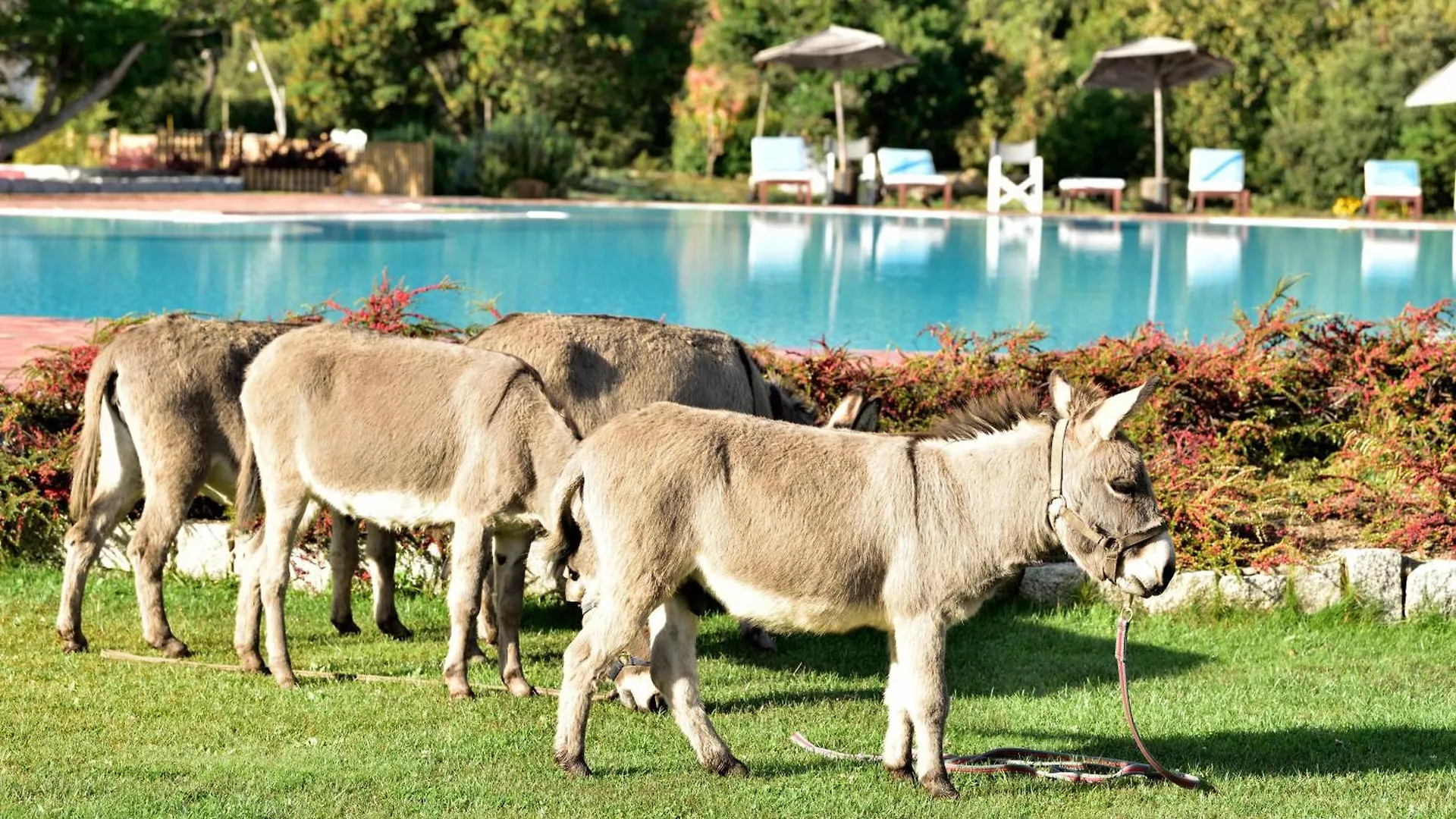 Eco Hotel Orlando Sardegna Villagrande Strisaili